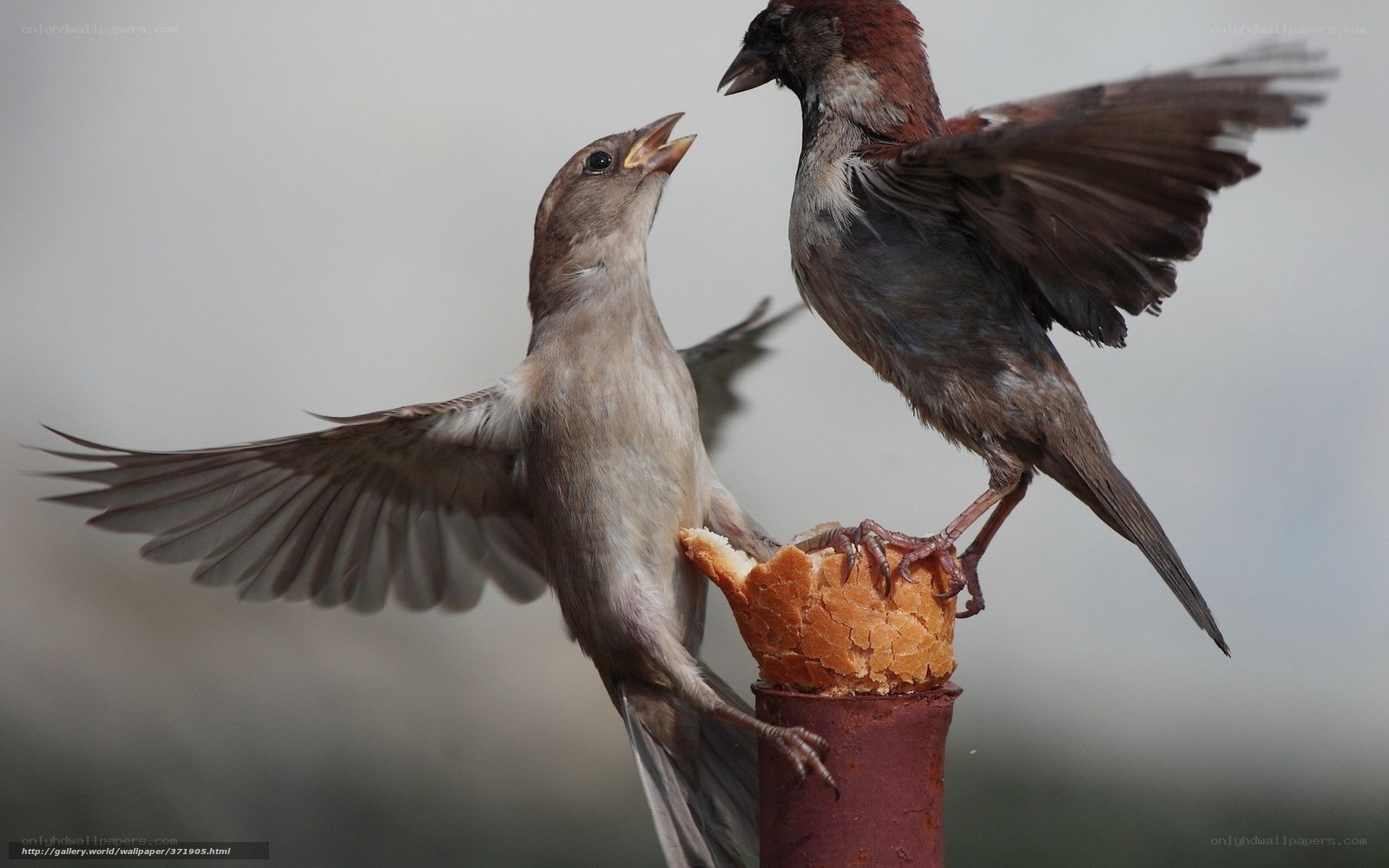 Two sparrows fighting for food