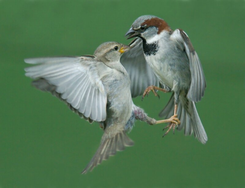 Two Sparrows Fighting — Green