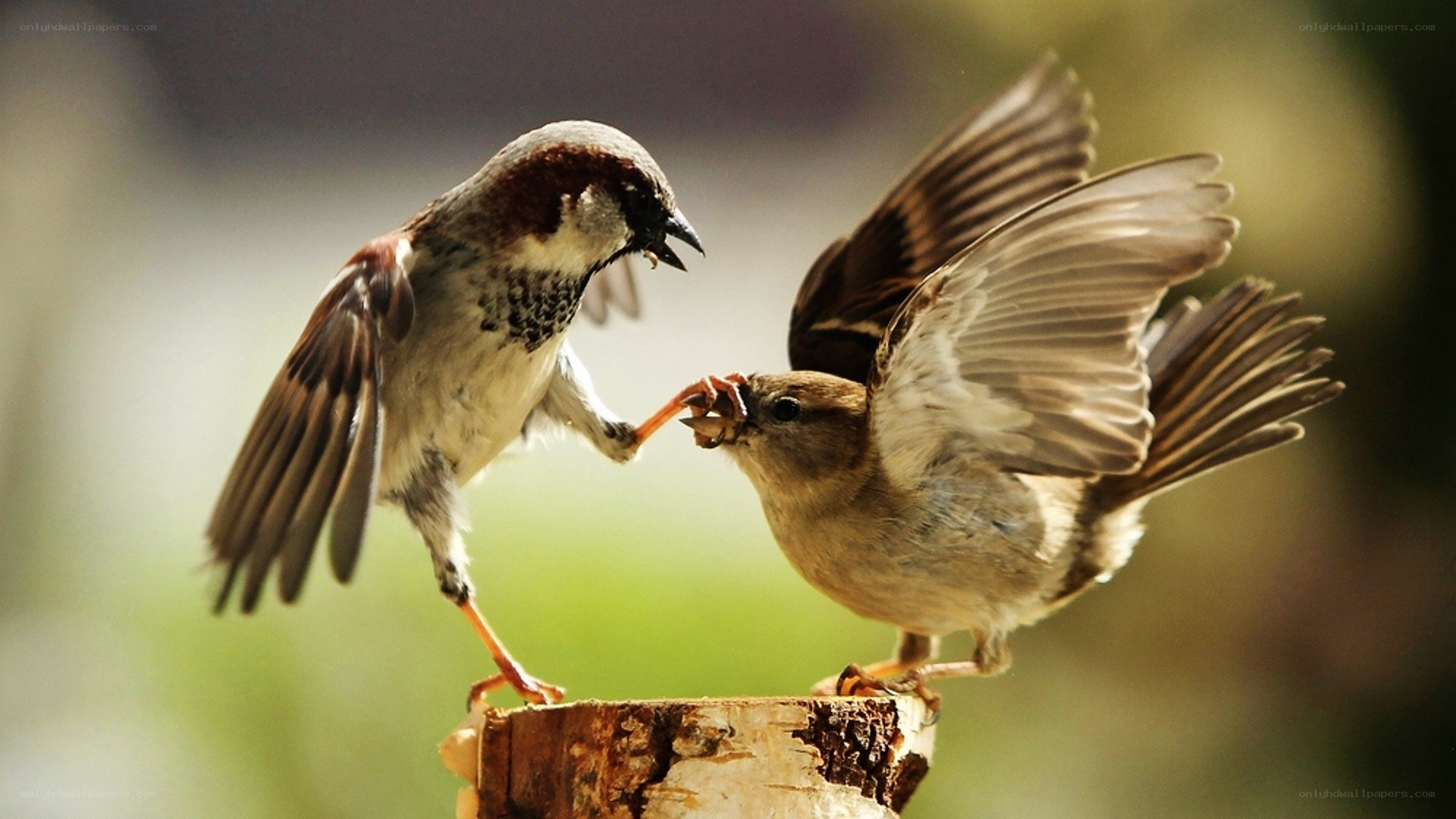 Two sparrows fighting on a branch