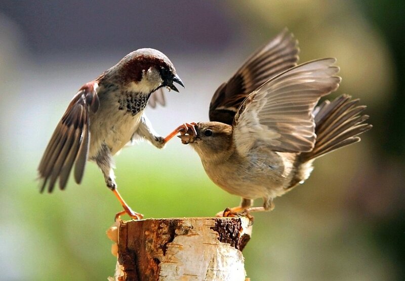 Two sparrows fighting on a stump