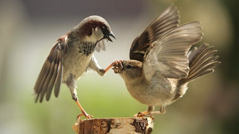 Two sparrows fighting
