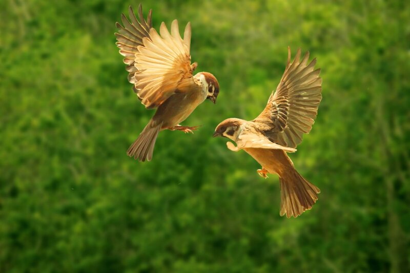 Two Sparrows in Flight