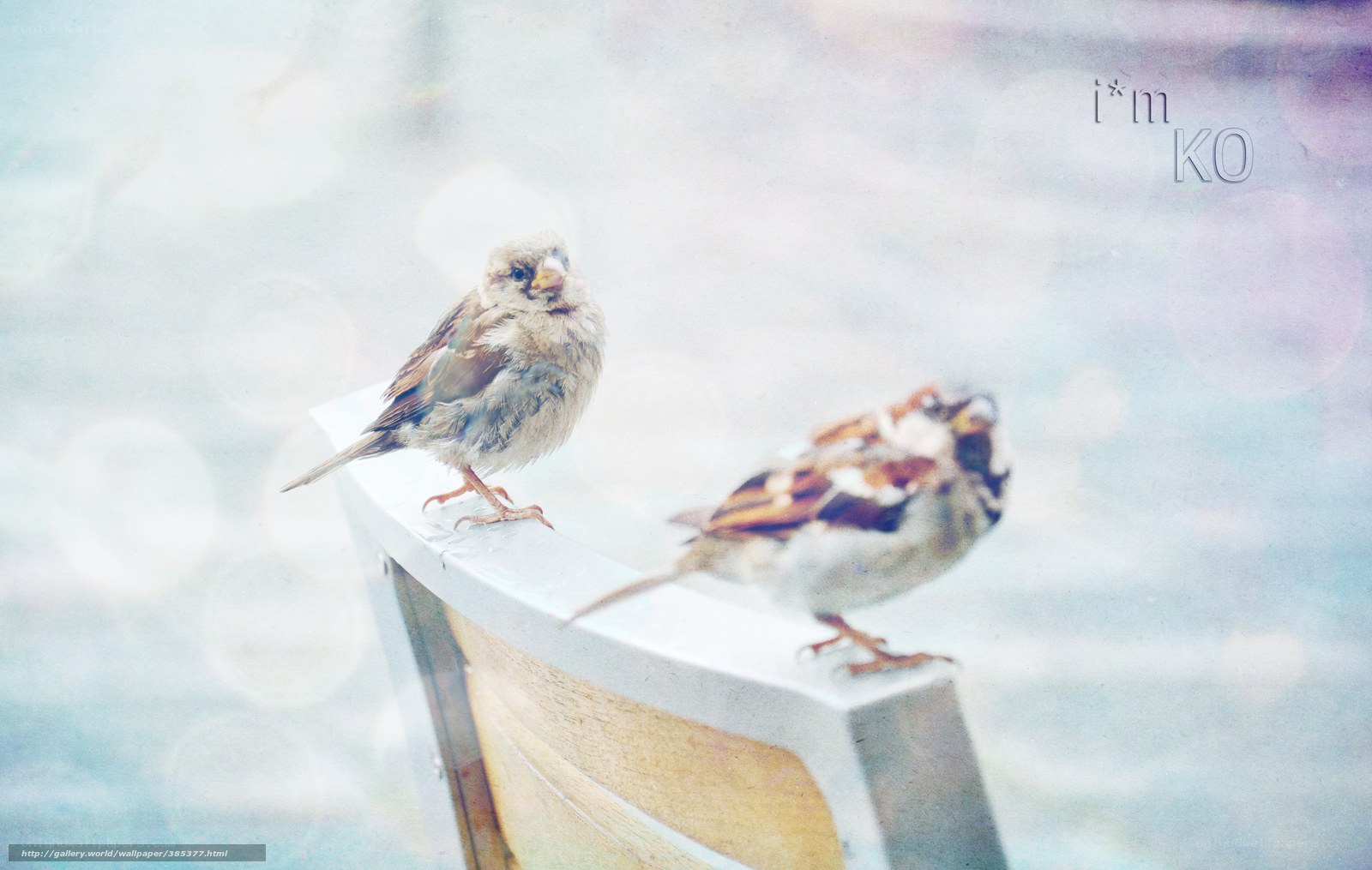 Two sparrows on a bench