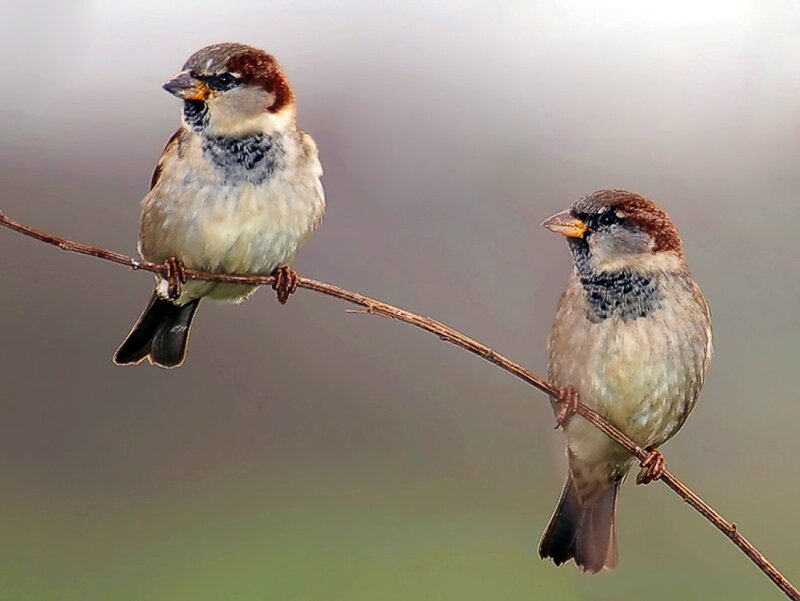 Two sparrows on a branch