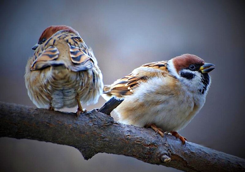 Two Sparrows on a Branch — Brown