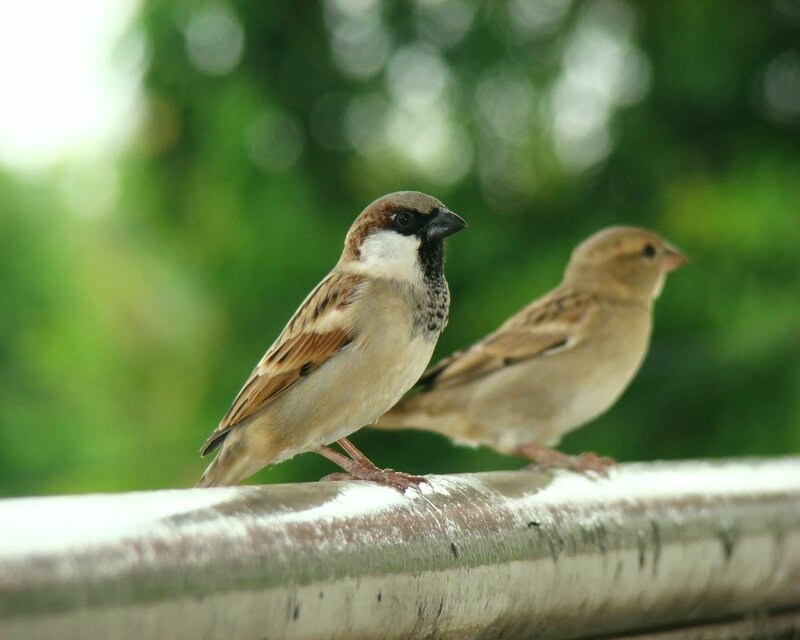 two sparrows on a railing