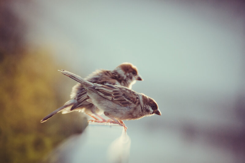 Two Sparrows on a Surface — Brown