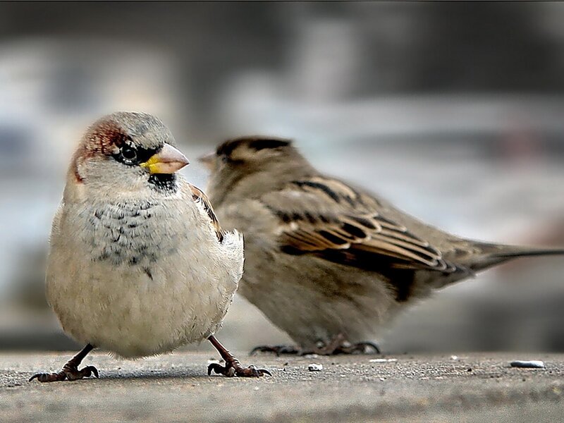 Two sparrows on a surface