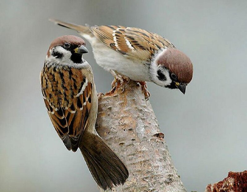 Two Sparrows on Branch — Brown, Calm