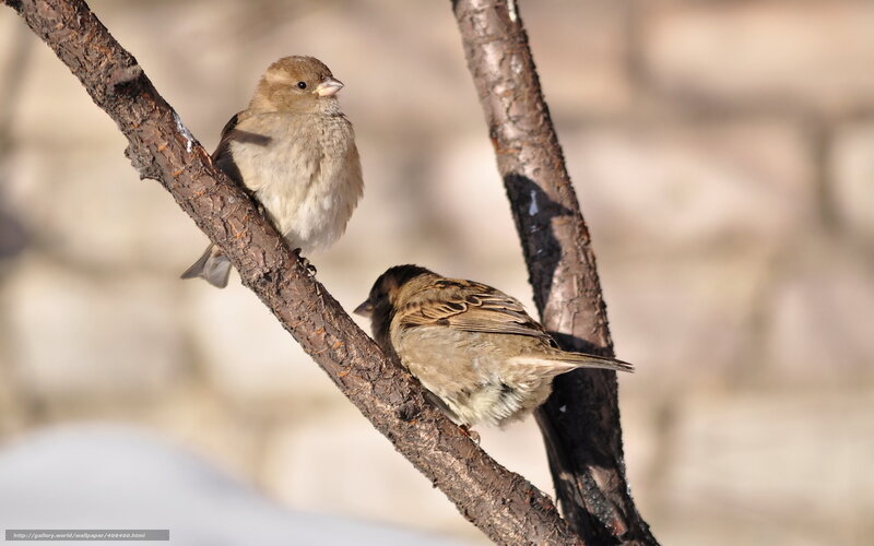 Two Sparrows on Branch — Brown, Calm, Winter