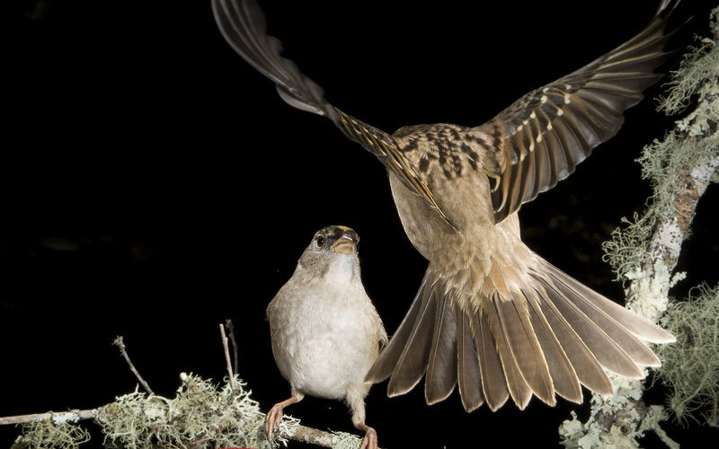 Two Sparrows on Branch — Brown, Dramatic