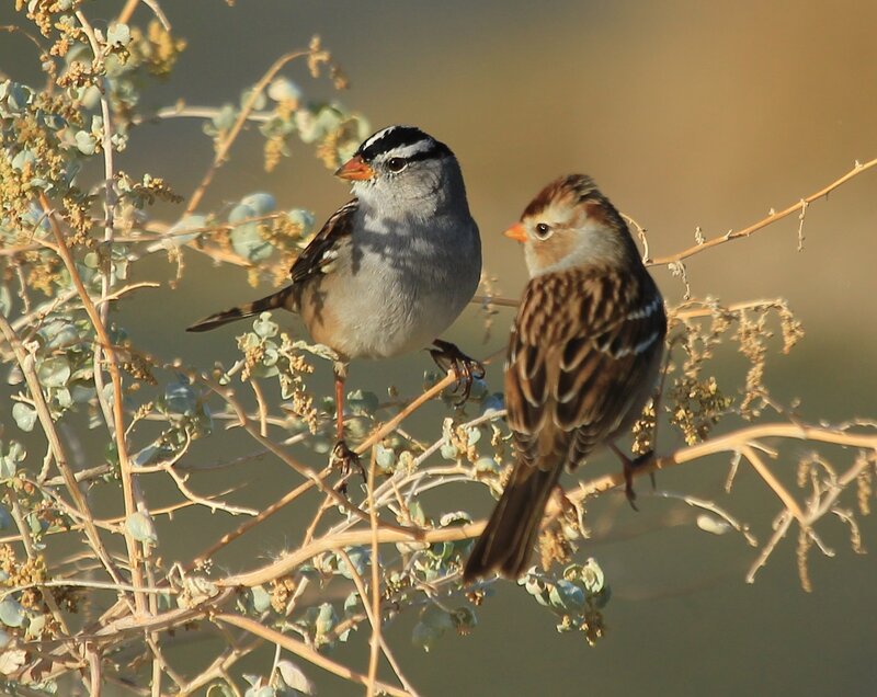 Two Sparrows on Branch — Brown