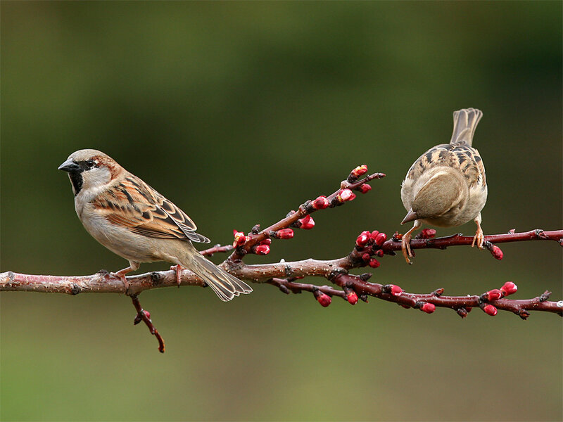 Two Sparrows on Branch