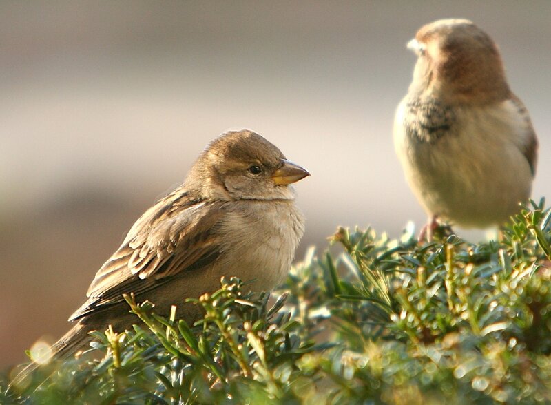 Two Sparrows on Bush