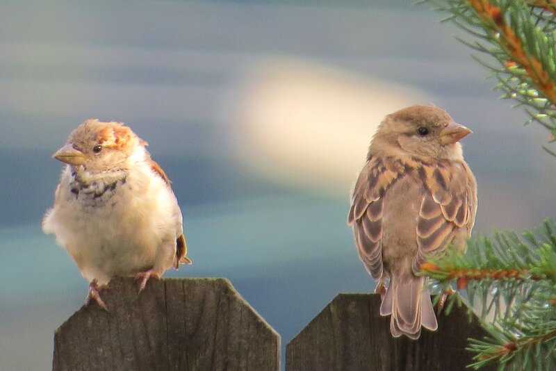 Two Sparrows on Fence — Brown