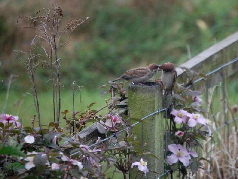 Two Sparrows on Fence