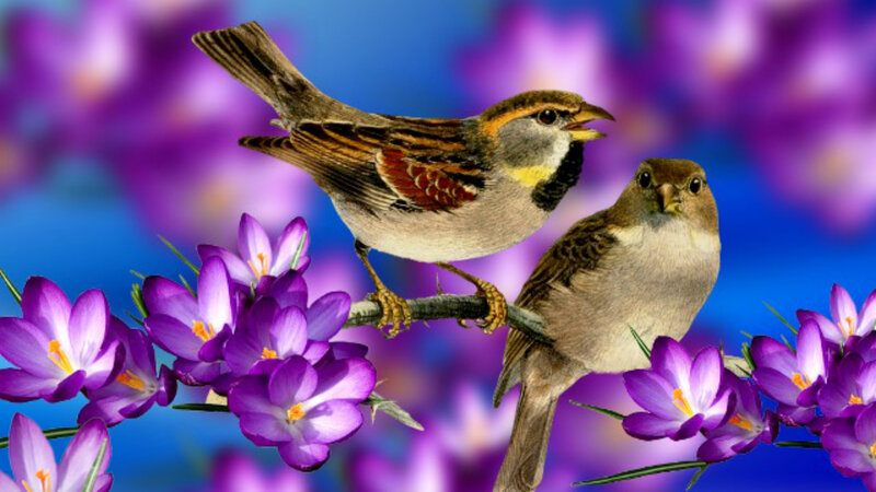 Two Sparrows on Flowers