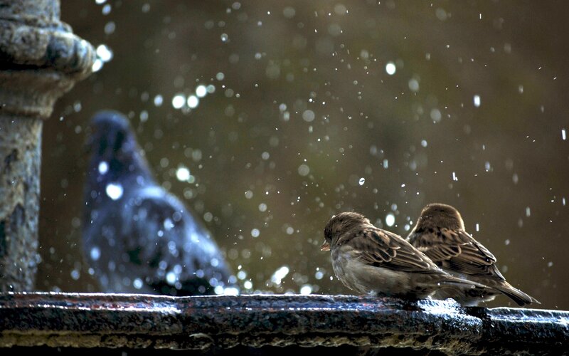 Two Sparrows on Fountain
