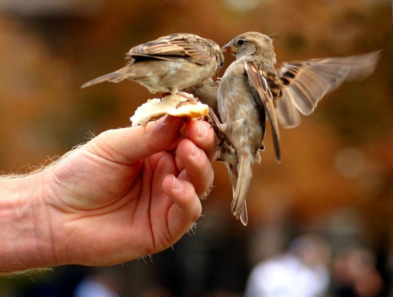 Two Sparrows on Hand