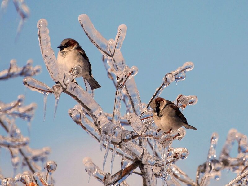 Two Sparrows on Ice-covered Branches