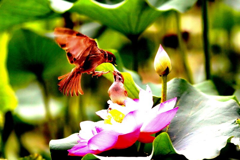 Two Sparrows on Lotus