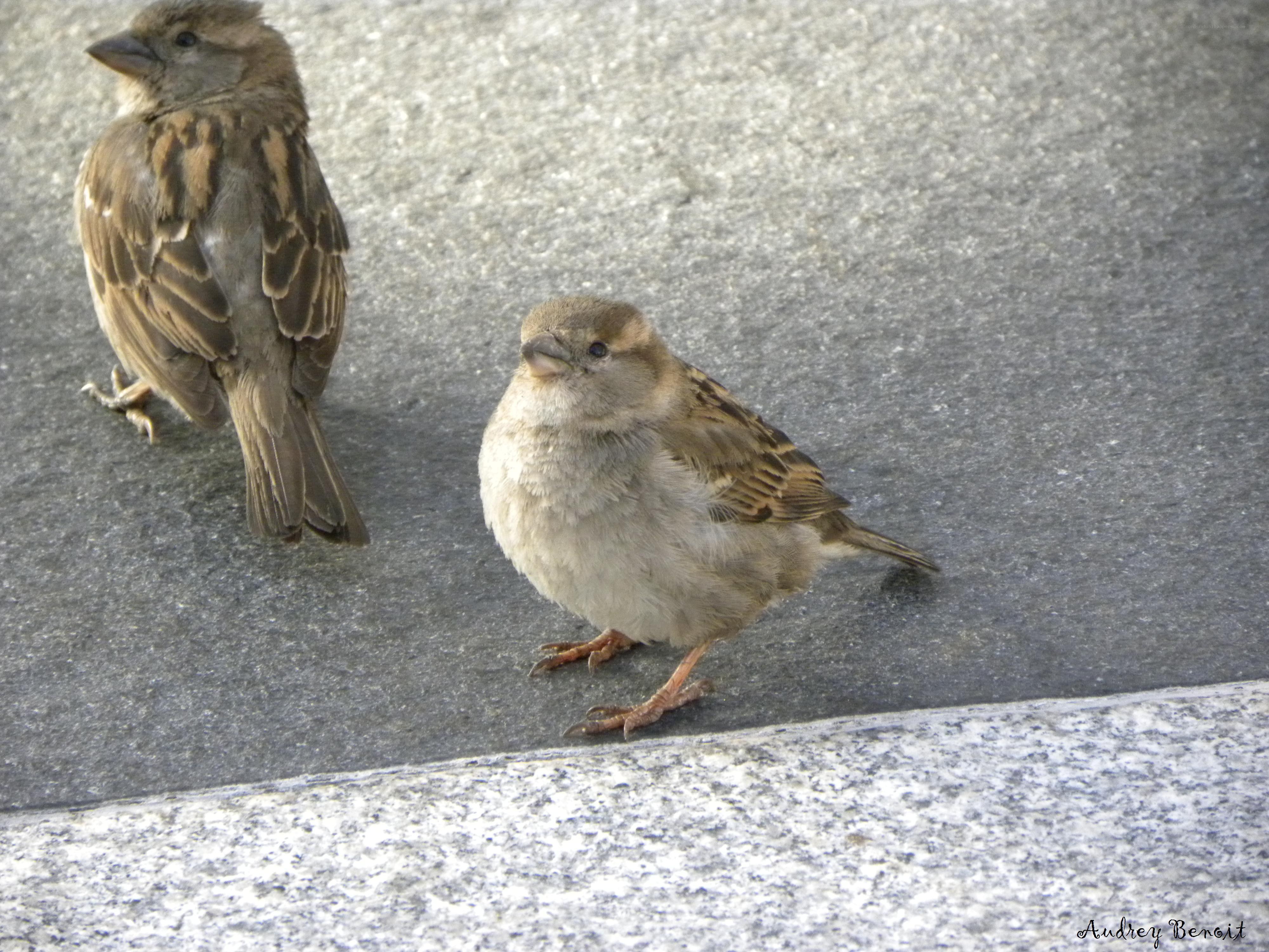 Two sparrows on pavement