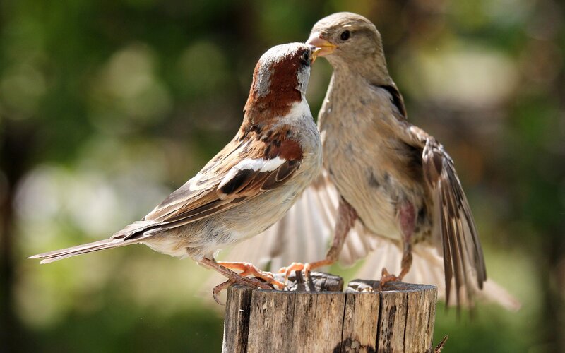 Two Sparrows on Post