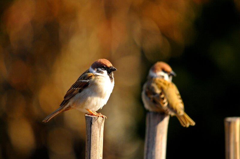 Two Sparrows on Posts