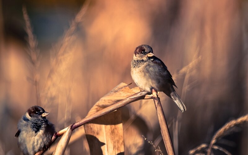Two Sparrows on Reeds