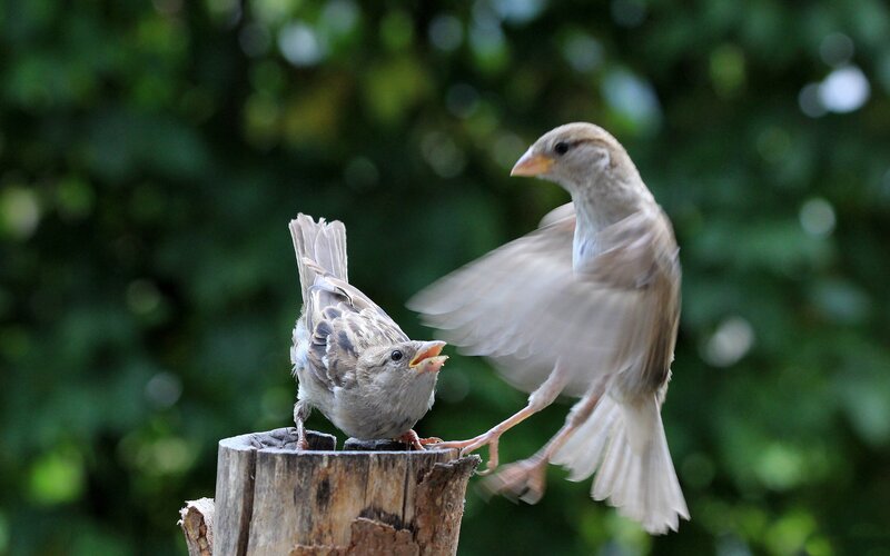 Two Sparrows on Stump — Brown