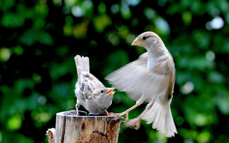Two Sparrows on Stump