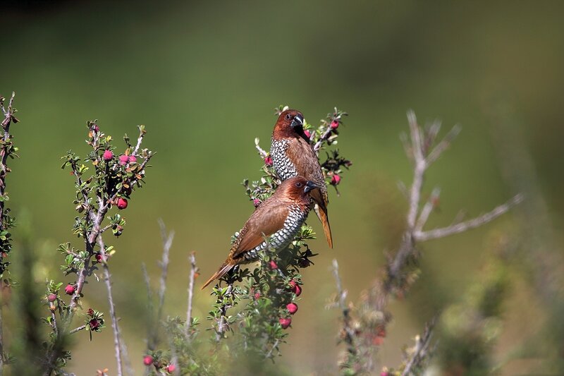 Two Spice Finches
