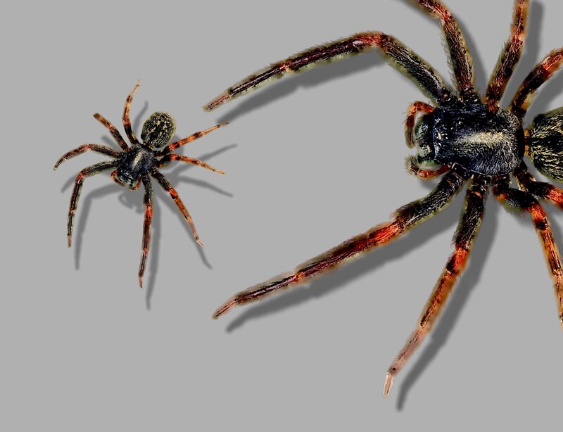 Two Spiders on Gray