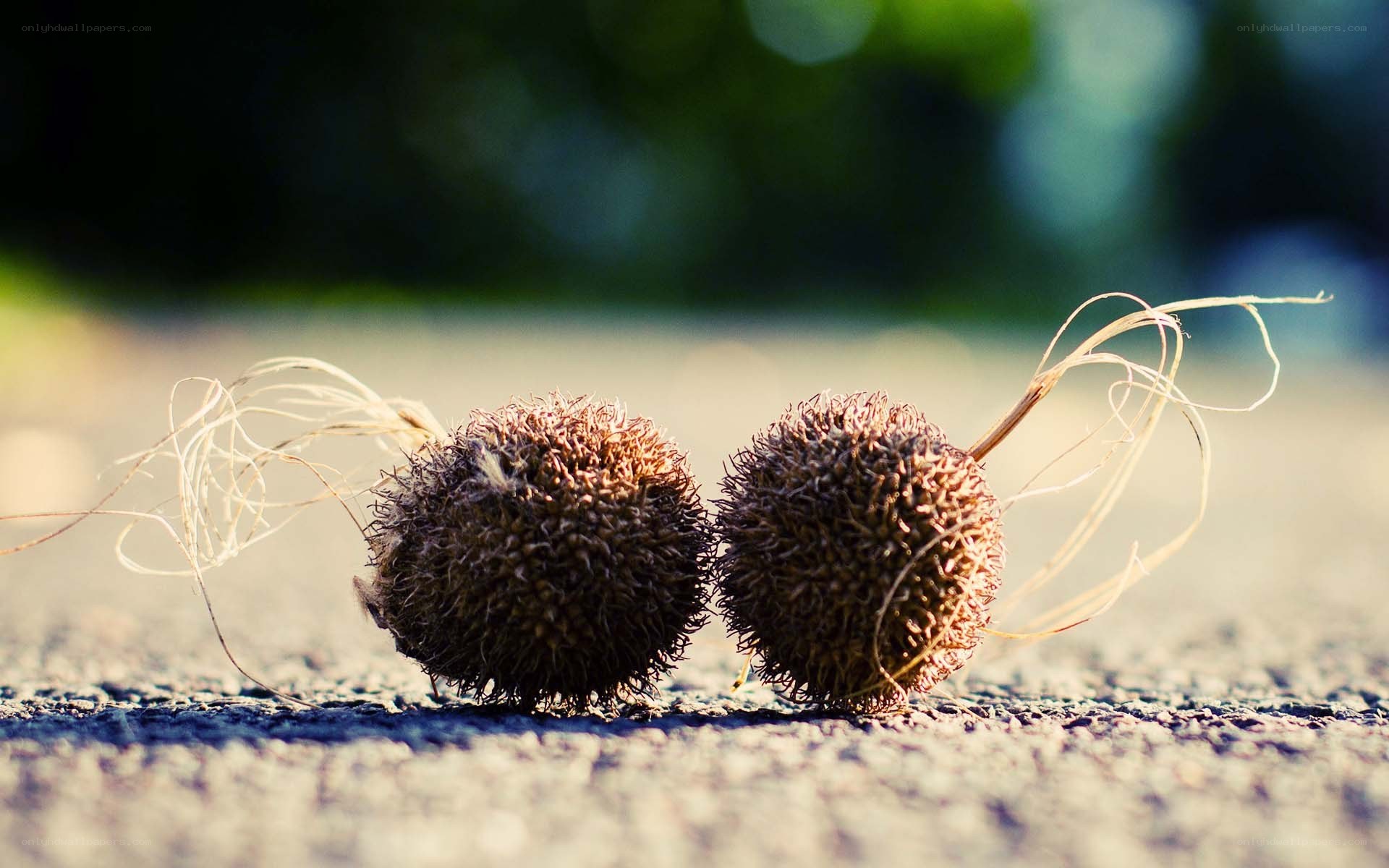 Two spiky seed pods on pavement