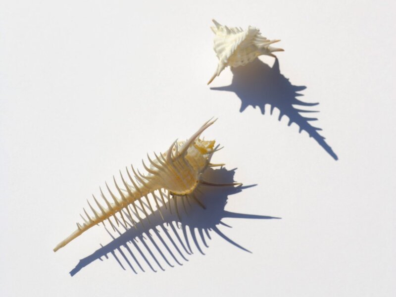 Two spiny seashells on white