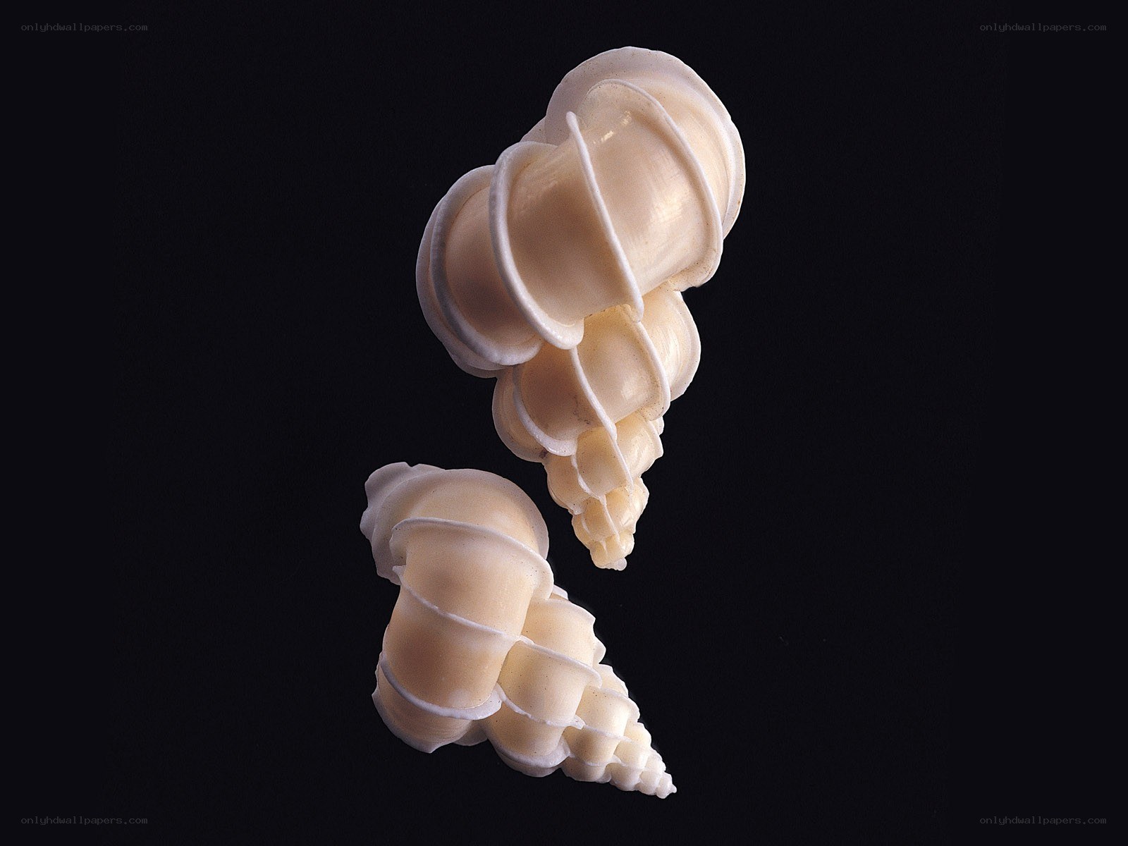 Two spiral seashells on black