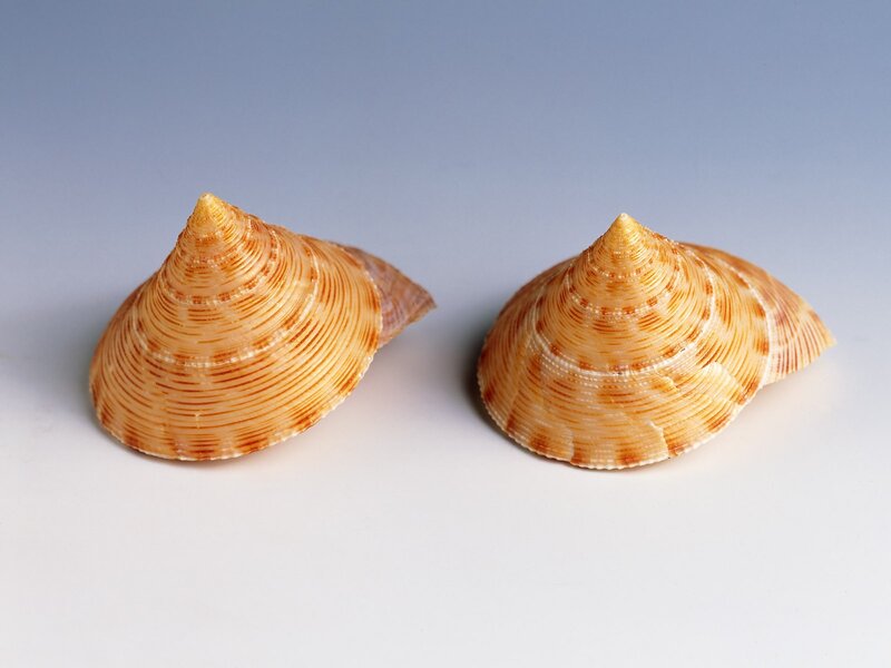 Two spiral seashells