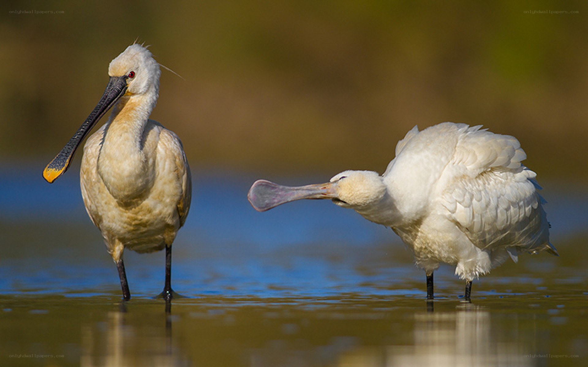 Two spoonbills in shallow water
