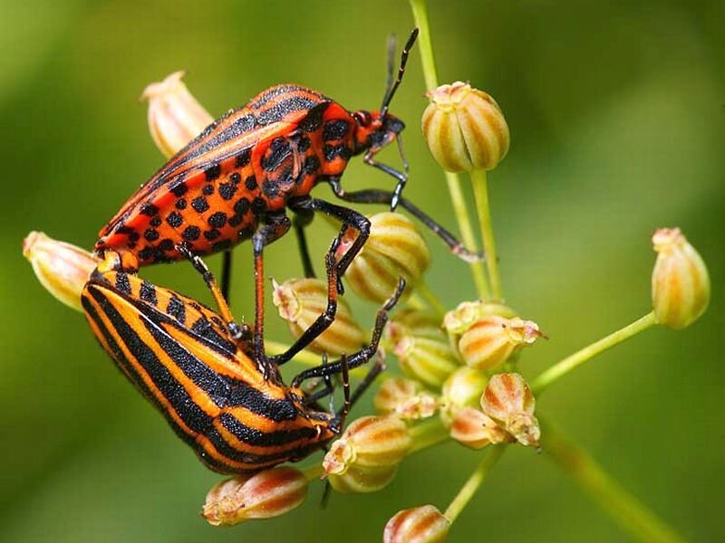 Two Spotted Bugs Mating