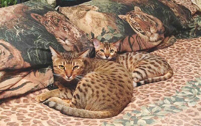 Two Spotted Cats — Brown
