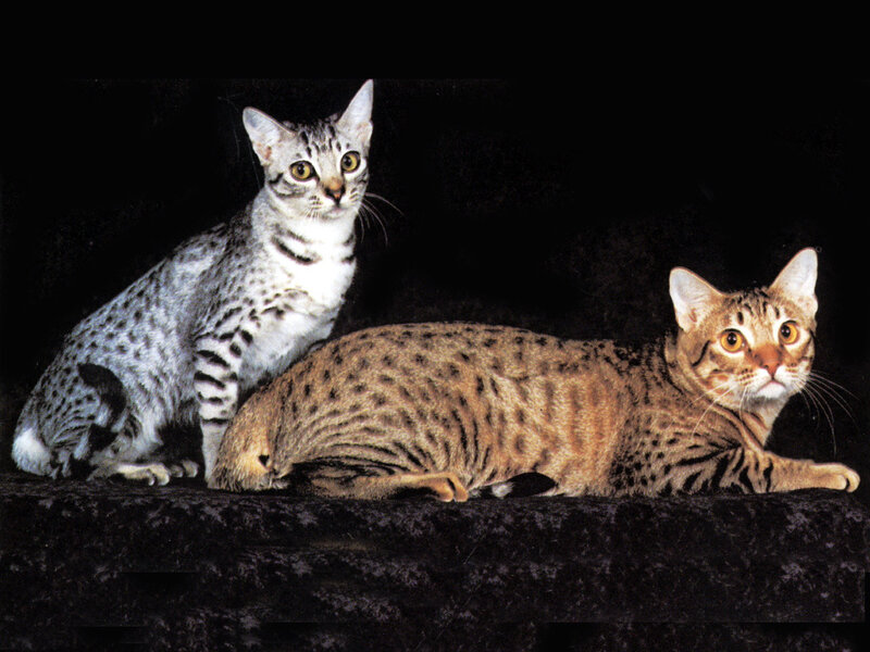 Two Spotted Cats