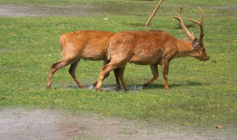Two Spotted Deer Walking