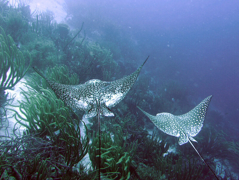 Two spotted eagle rays in coral reef