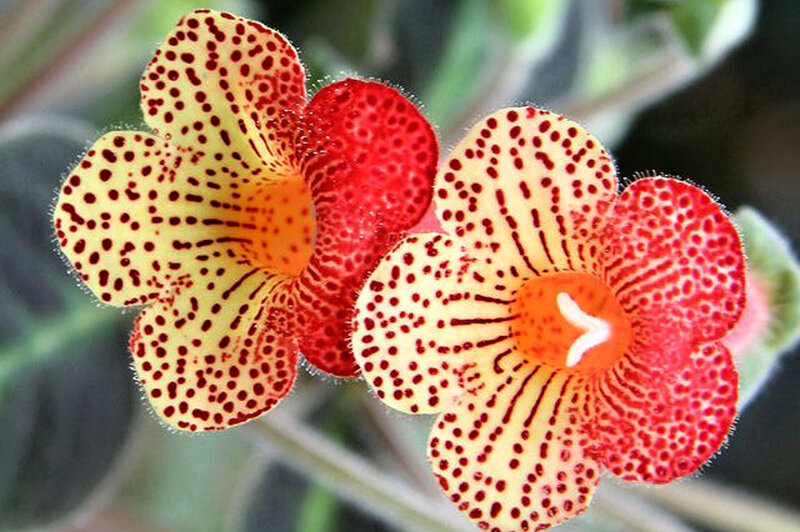 Two Spotted Flowers — Red