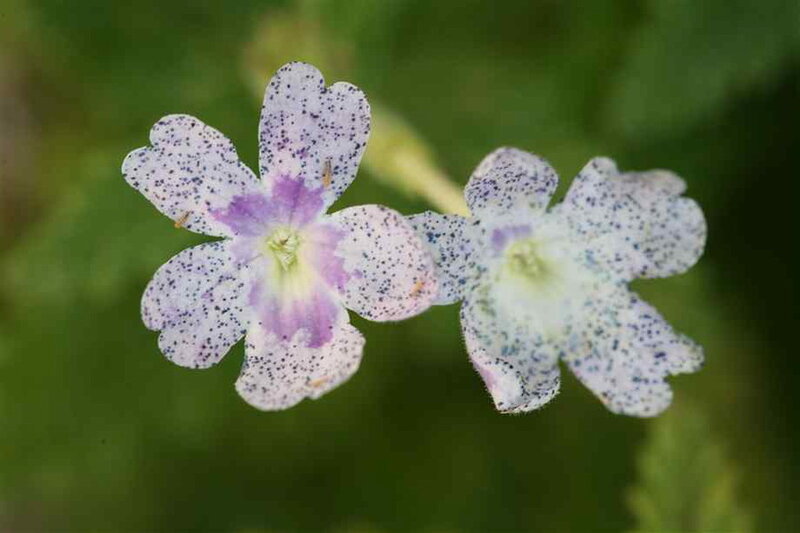 Two Spotted Flowers