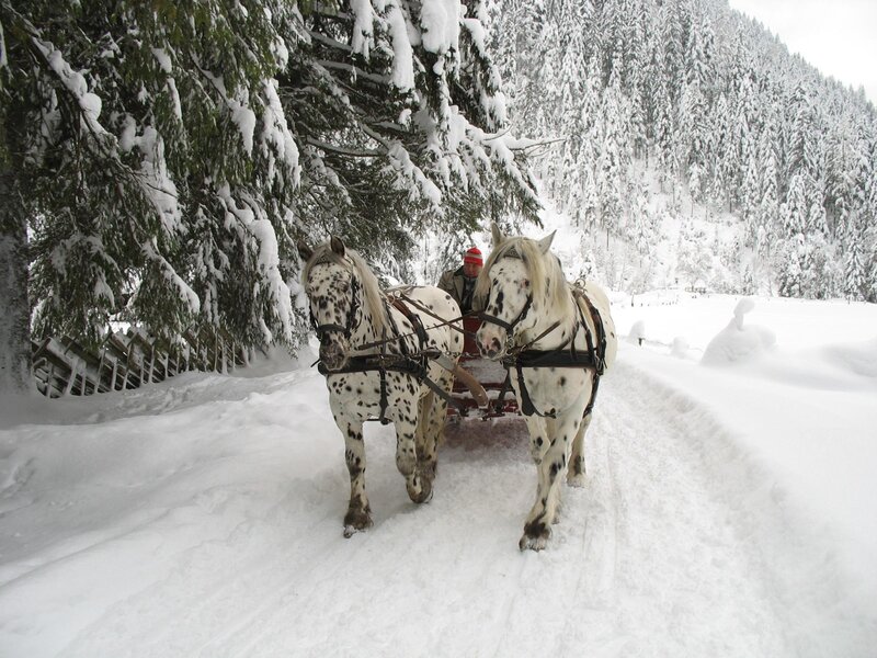 Two Spotted Horses