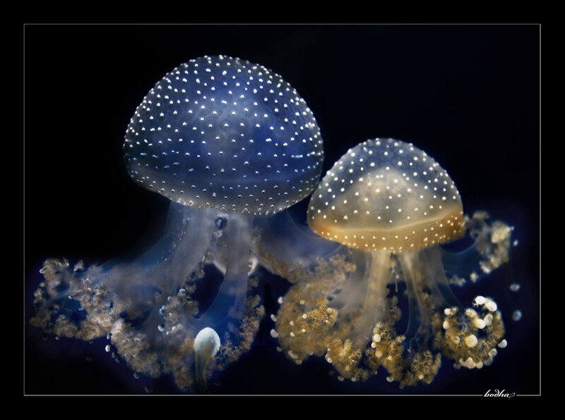 Two Spotted Jellyfish