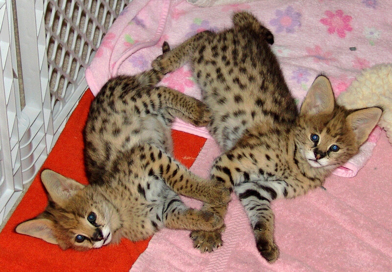 Two spotted kittens on blankets