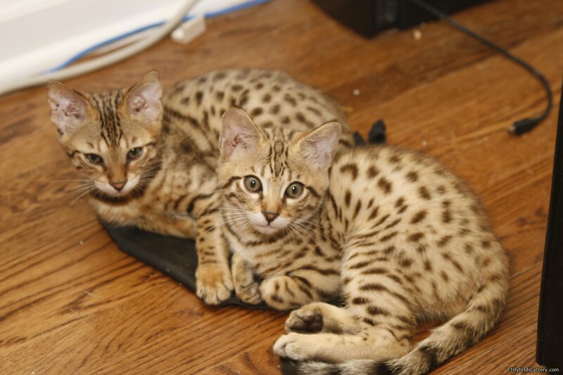 Two spotted kittens on floor