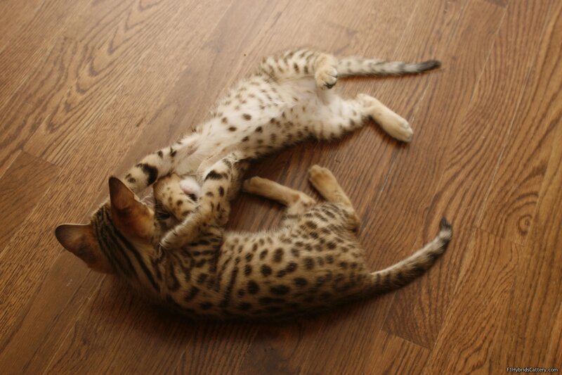 Two spotted kittens playing